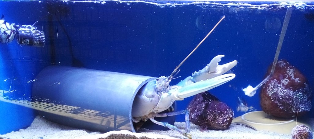A blue lobster is poking its head out of a pipe in a tank at Whitby Lobster Hatchery.